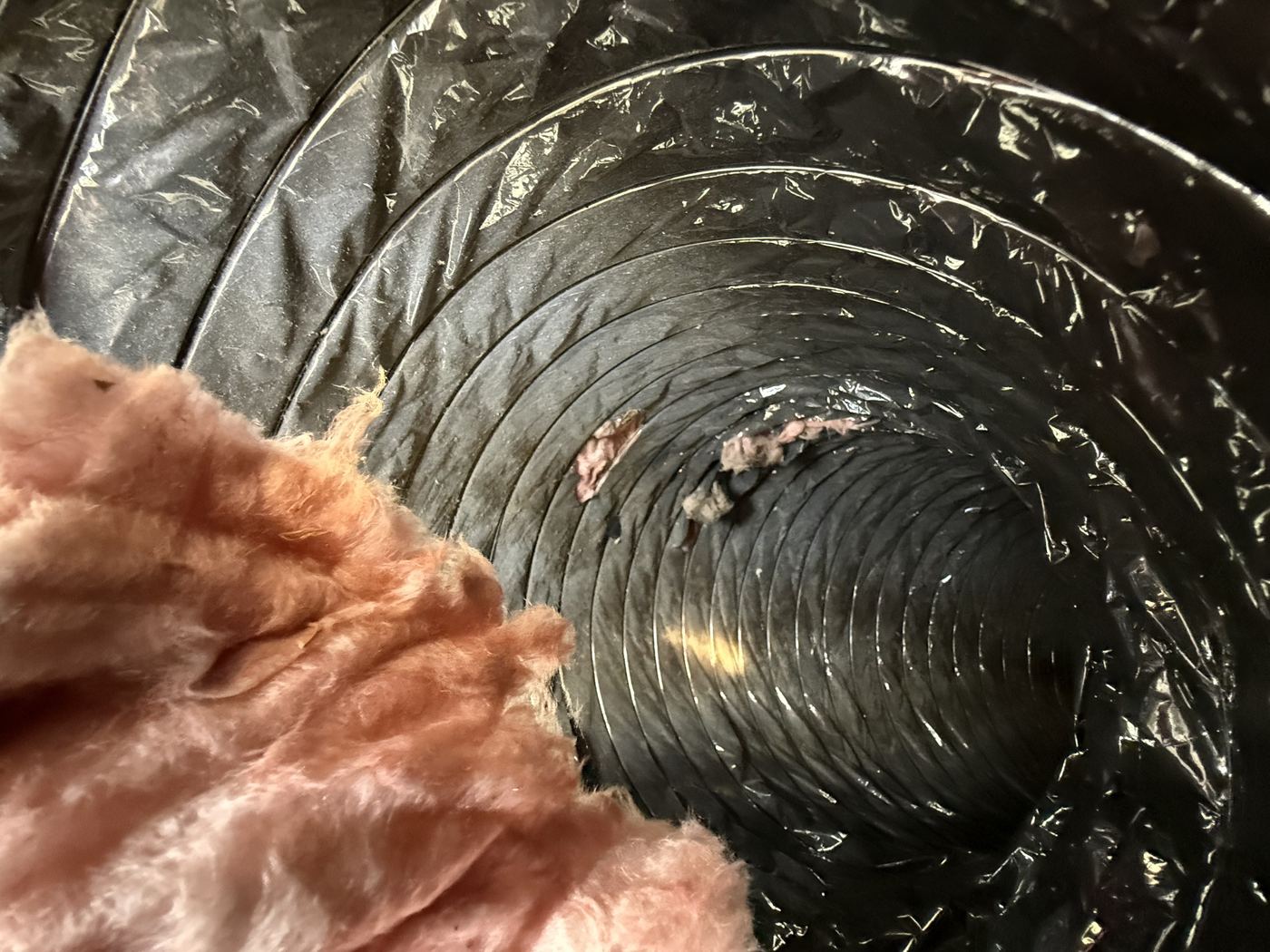 Inside a run of old flexible duct, with pink fiberglass insulation falling apart at the opening